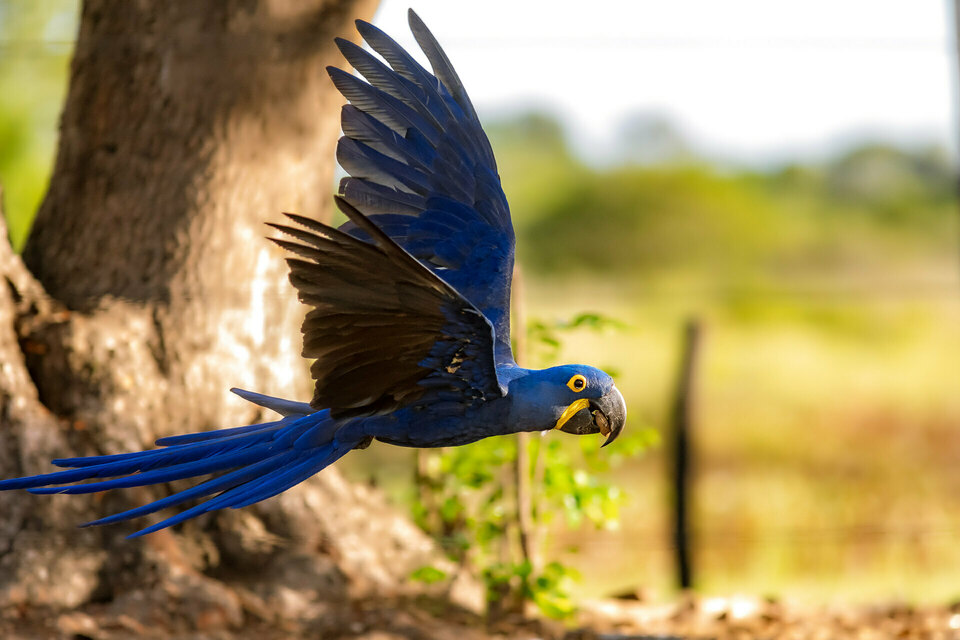 Aves do Mato Grosso do Sul
