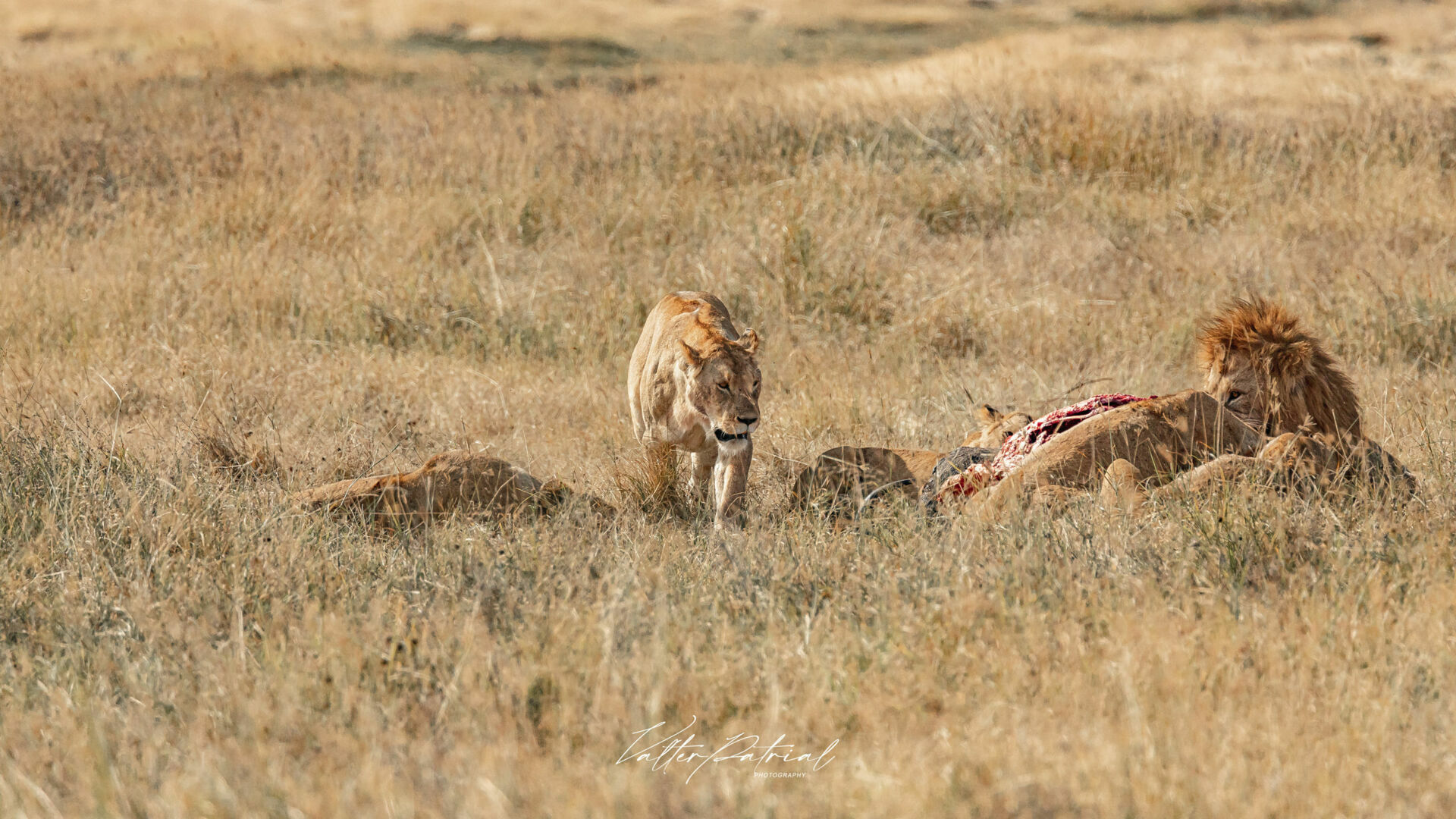 Foto África Vida Selvagem Foto África Vida Selvagem - Imagem 0