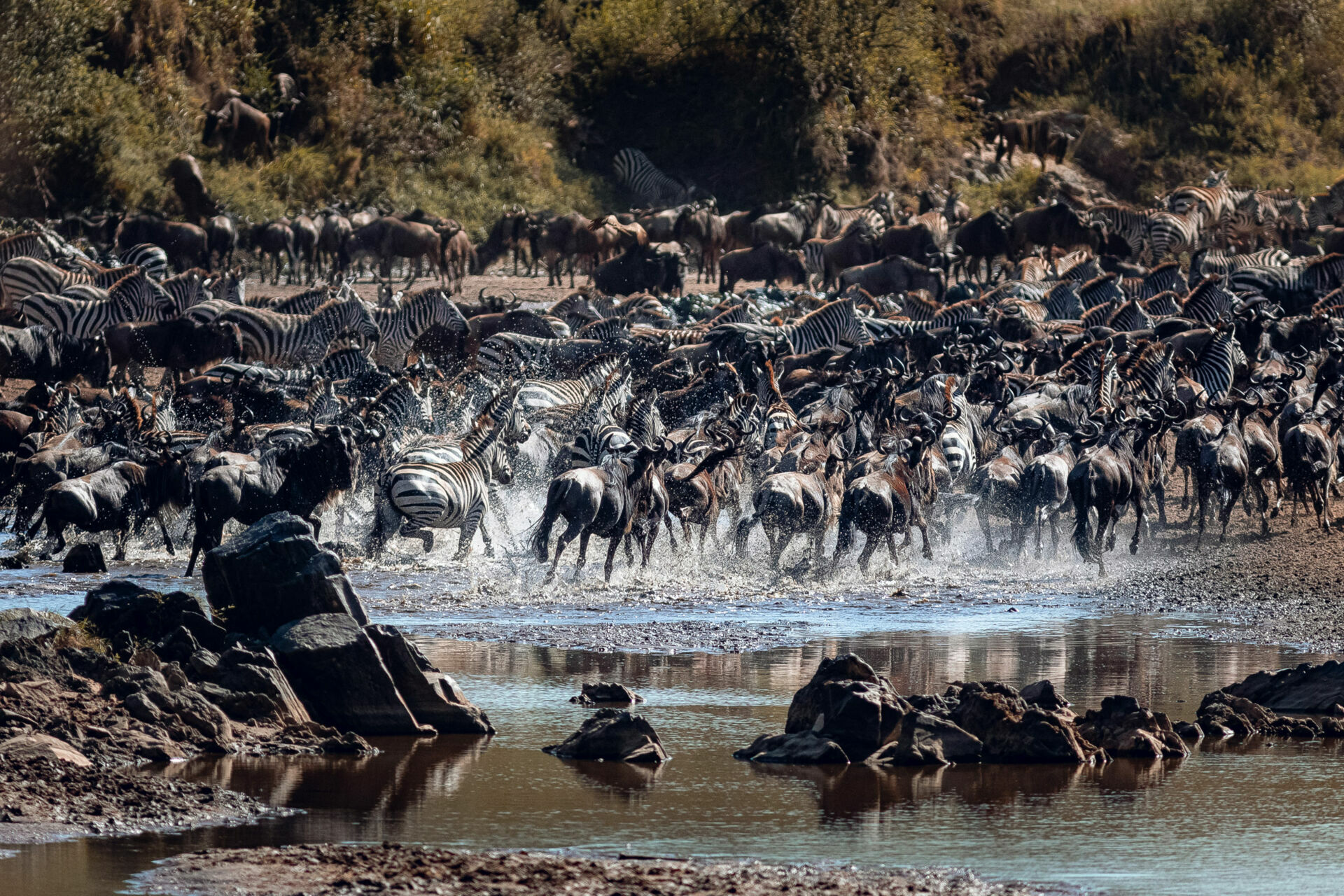 Foto África Vida Selvagem Foto África Vida Selvagem - Imagem 1