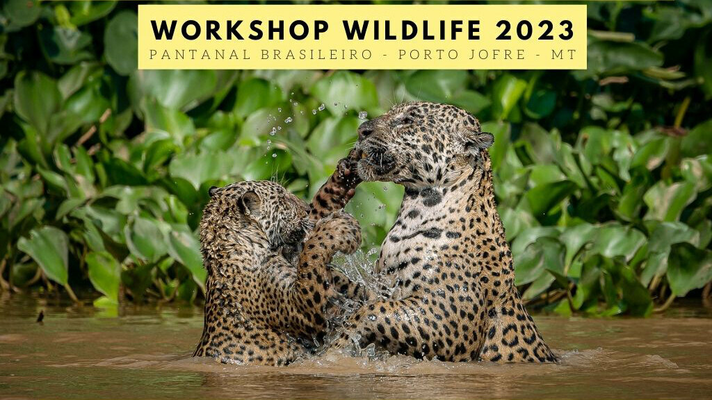 Pantanal 2023 Pantanal 2023