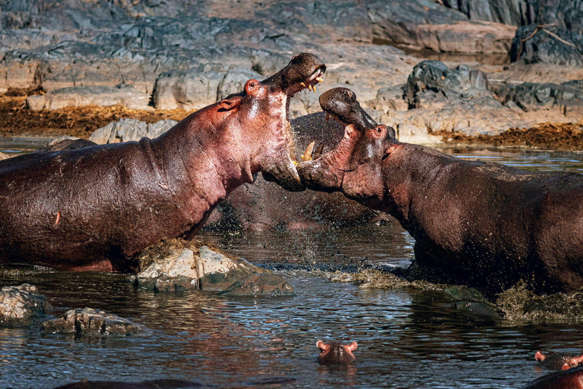 Foto Portfólio - Imagem 10